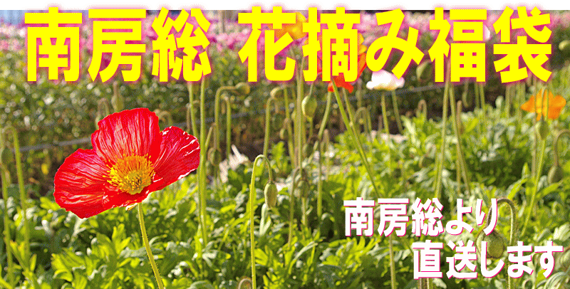 千葉 南房総 花畑から直送 花摘み福袋43 常温便