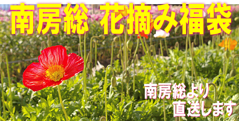 南房総　花摘み福袋