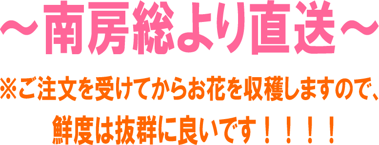 南房総より直送　ご注文を受けてからお花を収穫しますので、鮮度抜群！